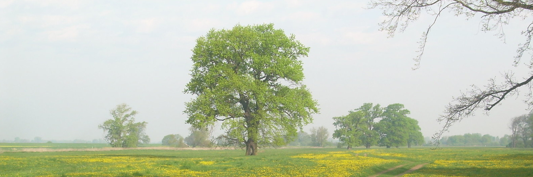 Obstblüte