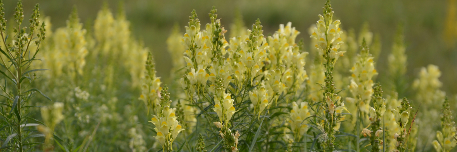 Elbwiesen mit gelbe Blumen