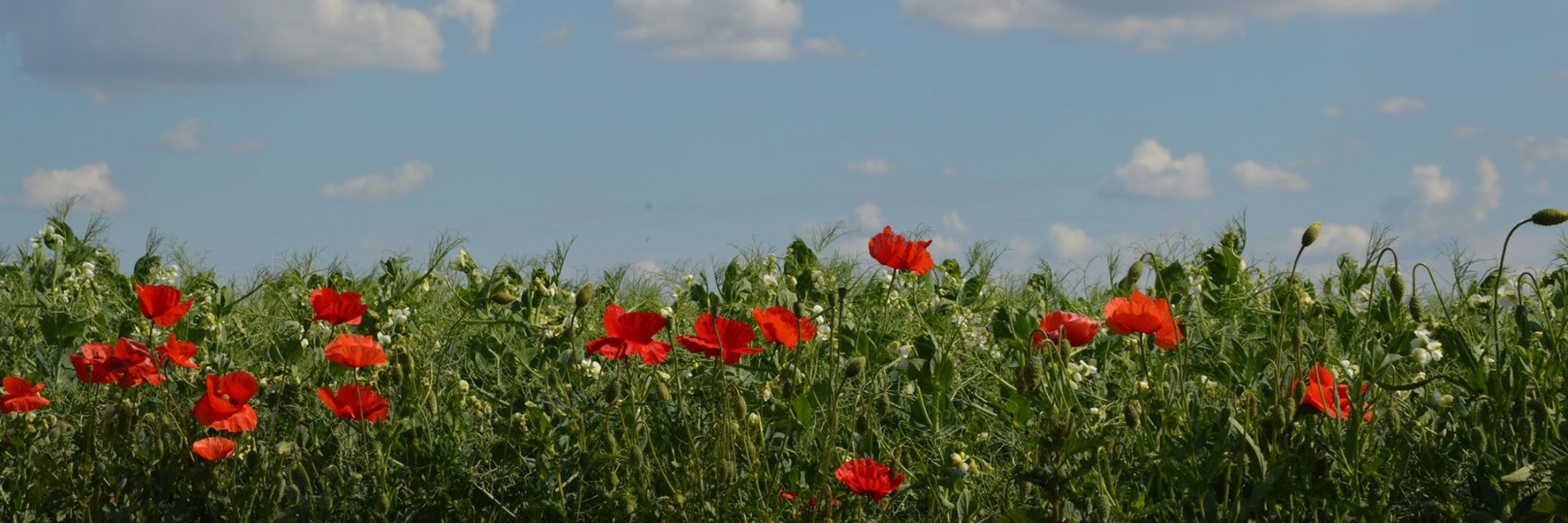 Elbwiesen mit Mohnblumen