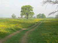 Blühende Elbwiesen