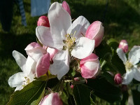 Obstblühtenzauber