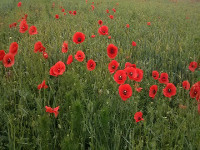 Blumen und Blühten