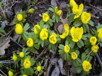 Winterlinge