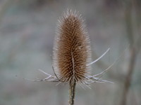 Stachlige Schönheit