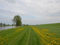 Elbwiesen