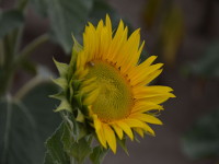 Sonnenblumen