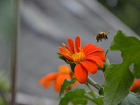 Blüten im Garten