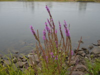 Spaziergang an der Elbe