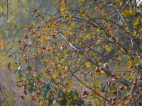 Elbe im Herbst