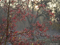 Nebel im November