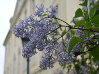 Flieder am Schloss Martinskirchen