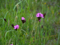 Blühende Elbwiesen