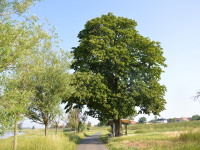 Elbwiesen im Juni