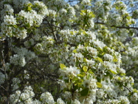 Obstblüte