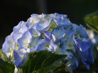 Hortensie