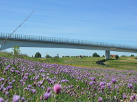 Elbe bei Mühlberg