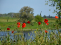 Blühende Elbwiesen im Mai