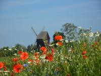 Bockwindmühle Altbelgern