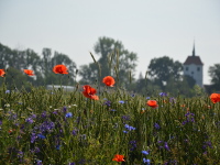 Martinskirchen im Sommer