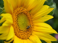 Sonnenblumenliebe