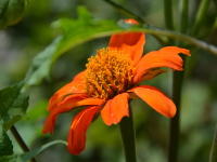 Blütenzauber im Garten