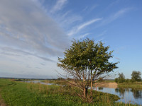 Baum an der Elbe