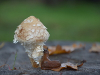 Kleine Schnecke ist verliebt.