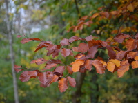 Herbstzeit