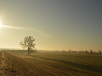 Morgens an der Elbe