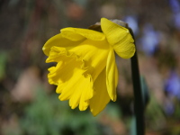 Veilchen, Krokusse und Osterglocken