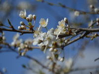 Obstblütenträume