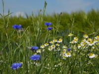 Blühende Elbwiesen