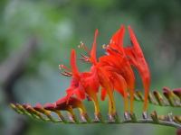 Blütenzauber im Garten