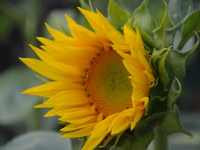 Sonnenblumen