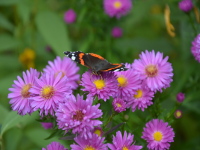 Schmetterlinge im Garten