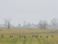 Wildgänze an der Elbe