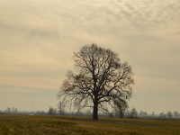 Einsame Helden an der Elbe