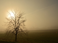 Nebel am Morgen