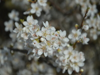 Obstblüte