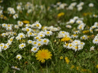 Blühende Wiesen