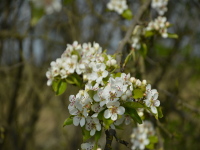 Obstblüte