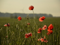 Blühende Elbwiesen und Mohnblumen