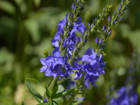 Blumen im eigenen Garten