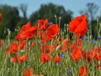 Mohnblumen an der Elbe