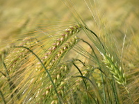 Weizen-, Mohn- und Kamillefelder