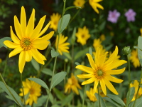 Blumen im eigenem Garten