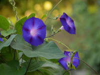 Blumen im Garten