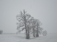 Schneetreiben an der Elbe