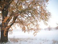 Winter an der Elbe