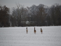 Rehe an der Elbe